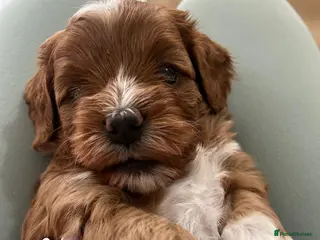 Cavapoochon dogs 🐾 Adorable Cavapoochon Puppies - Advert 3