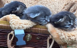 Maine Coon cats for sale: Maincoon cross kittens  - Image 5