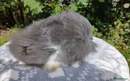 Lionhead rabbits for sale: Stunning DM Lionhead baby rabbits  - Image 6