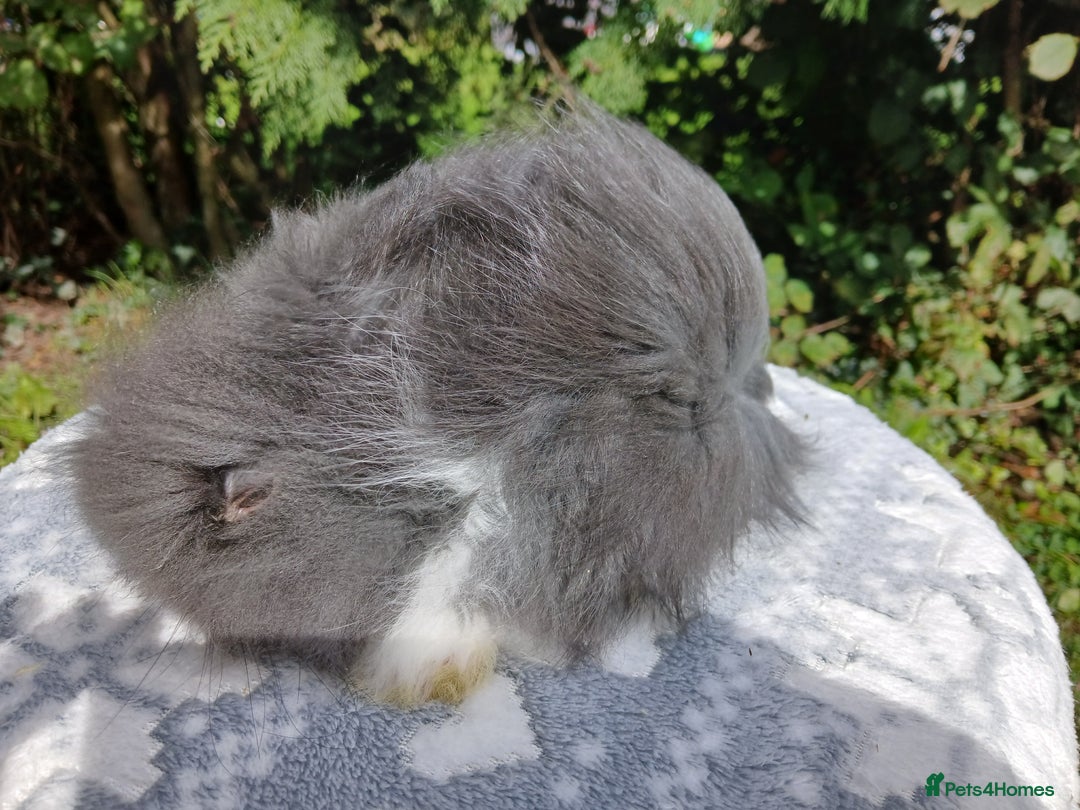 Lionhead rabbits for sale: Stunning DM Lionhead baby rabbits  - Image 6