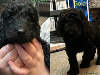 Cockapoo dogs 🐾 last two girls F2 Cockapoo Puppies 🐾 - Advert 5
