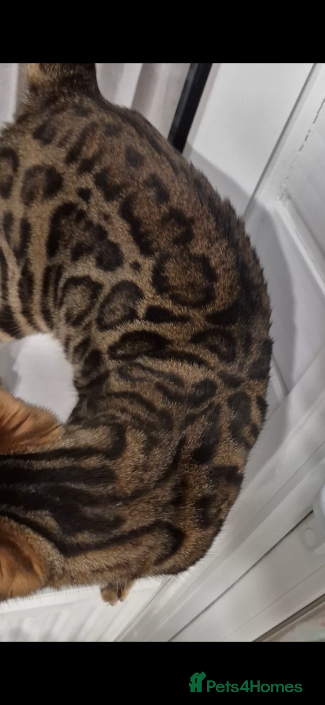 Bengal cats for sale: Bengal girl - Advert 4