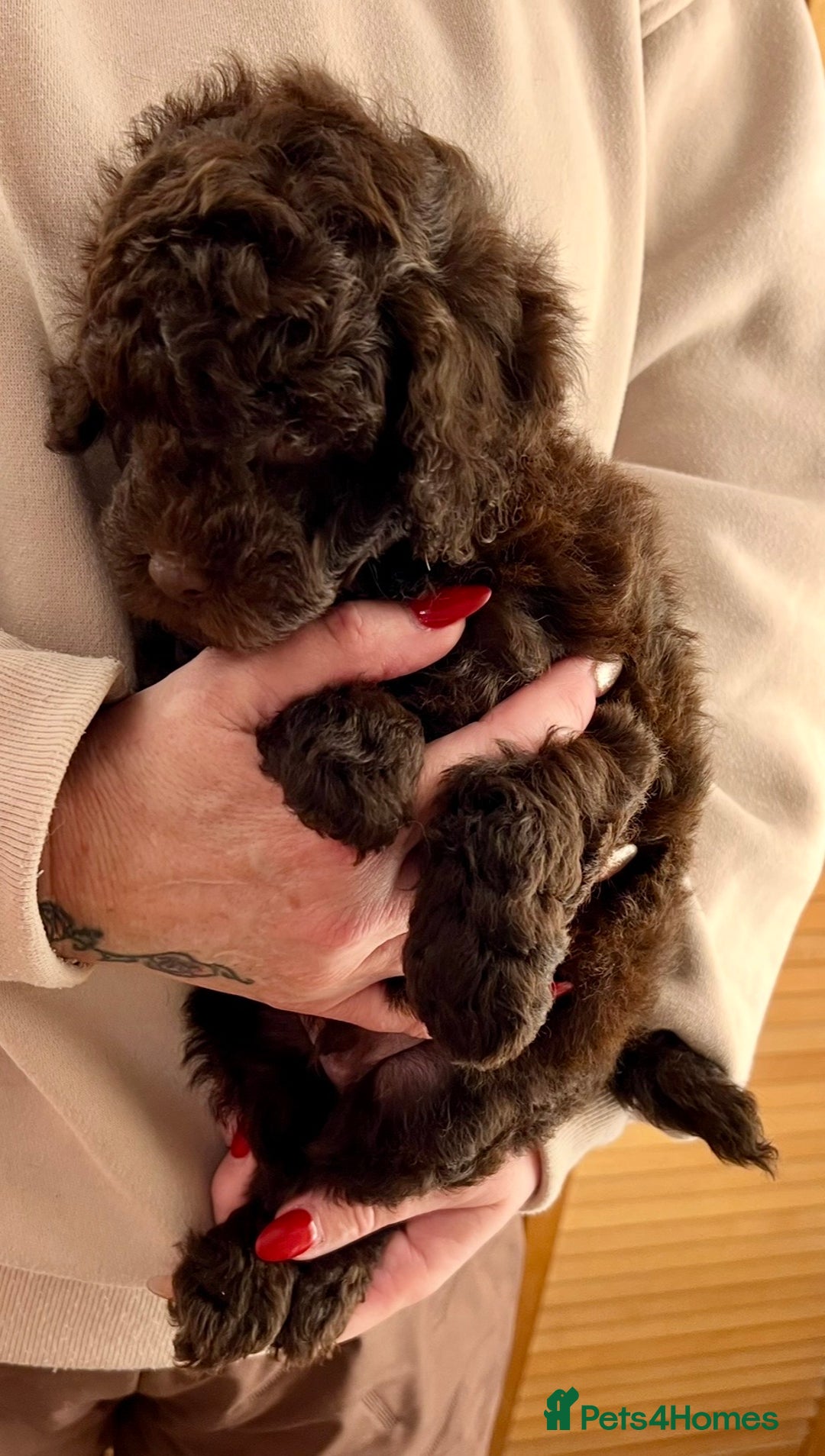 Labradoodle dogs for sale: F1b Labradoodles, Miniature Health tested parents - Advert 10