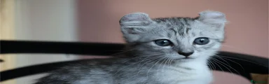 American Curl black silver tabby 