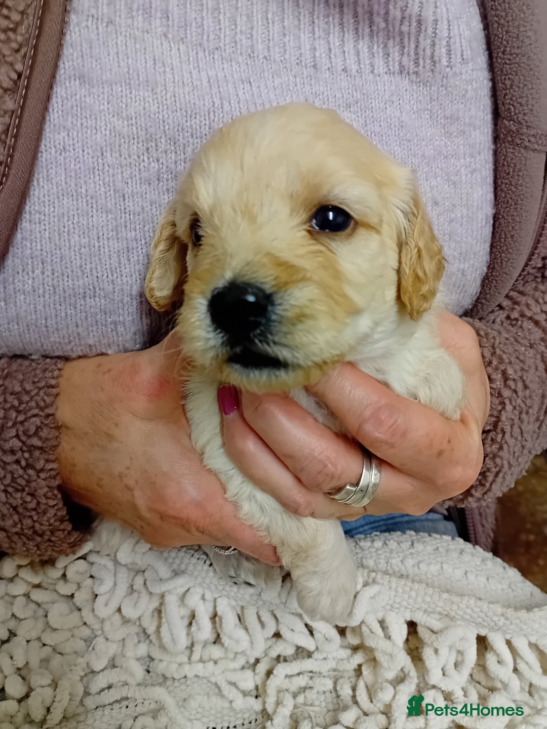 Cockapoo dogs for sale: Stunning Cockapoo puppies - Advert 1
