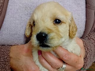 Cockapoo dogs Stunning Cockapoo puppies - Advert 18