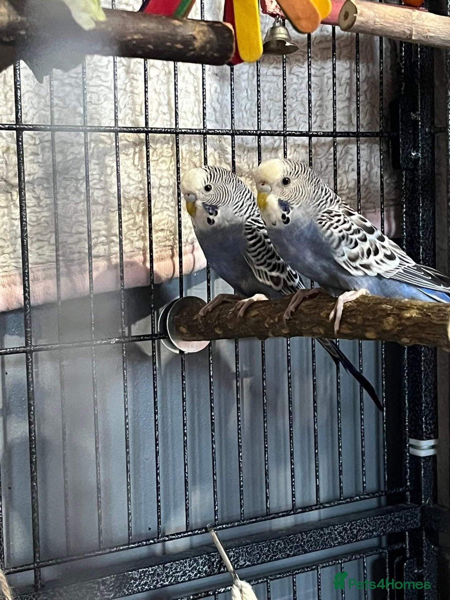 Mixed Breed birds Female budgies, Love birds and diamond dove - Advert 1