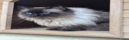 Ragdoll cats for sale: Ragdoll cat 6 years old for rehome  - Advert 4