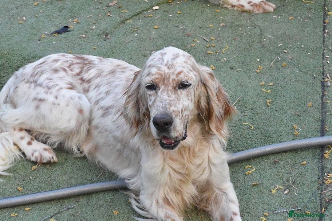 English Setter dogs for adoption: Dina  - Image 6