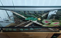 Gecko reptiles for sale: 2x crested gecko in Exoterra vivarium Sheffield - Image 5