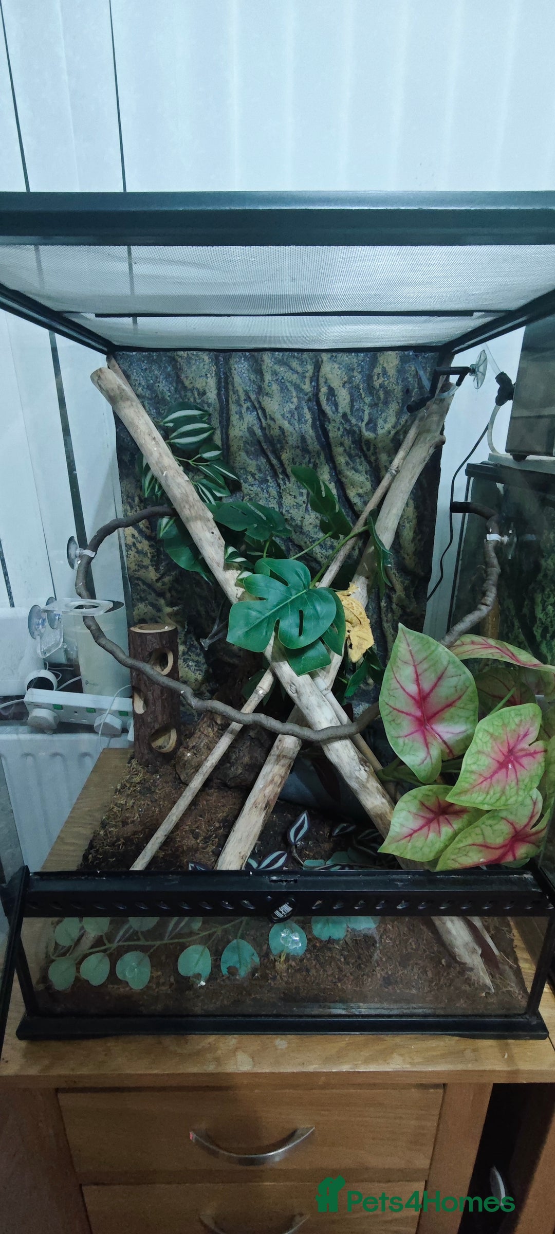 Gecko reptiles for sale: 2x crested gecko in Exoterra vivarium Sheffield - Image 5