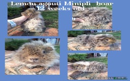 Guinea Pig rodents for sale: Male guinea pigs for sale. Singles and pairs - Image 3