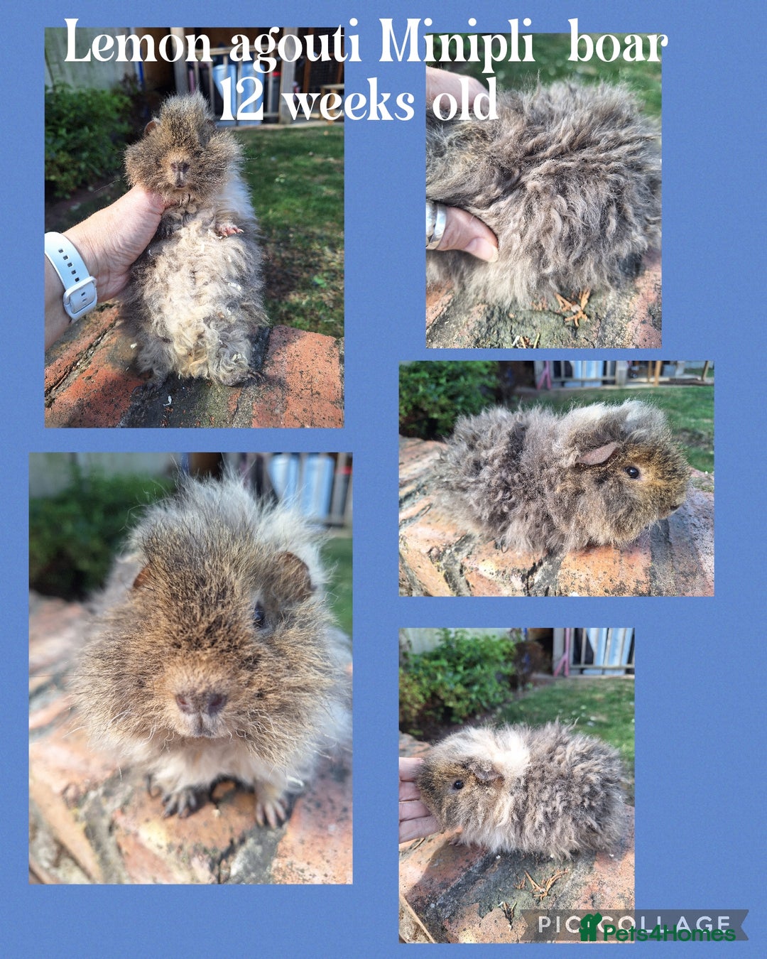 Guinea Pig rodents for sale: Male guinea pigs for sale. Singles and pairs - Image 3