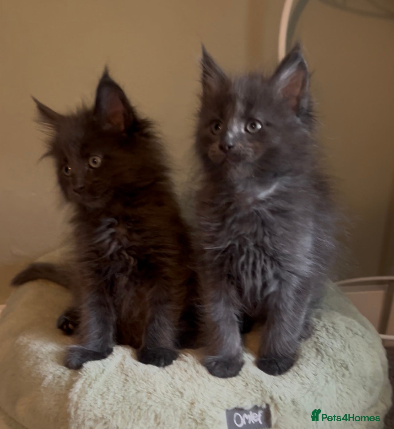 Maine Coon cats Blue Russian Sired Maine Coon kittens  - Advert 1