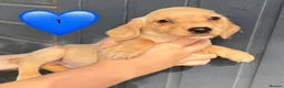 Cockerdor dogs for sale: DNA health tested golden Cockerdor pups - Advert 8