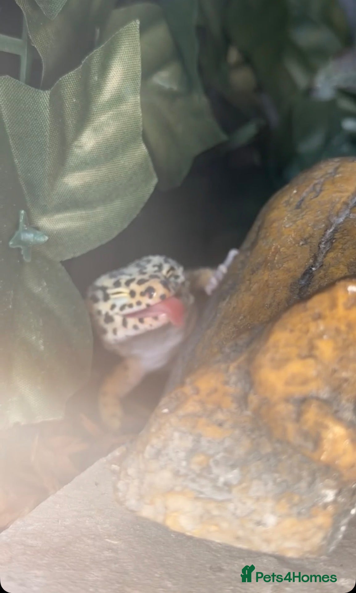 Leopard Gecko reptiles Female leopard gecko for sale  - Advert 4