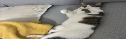 American Wirehair cats for sale: Male kitten  - Advert 3