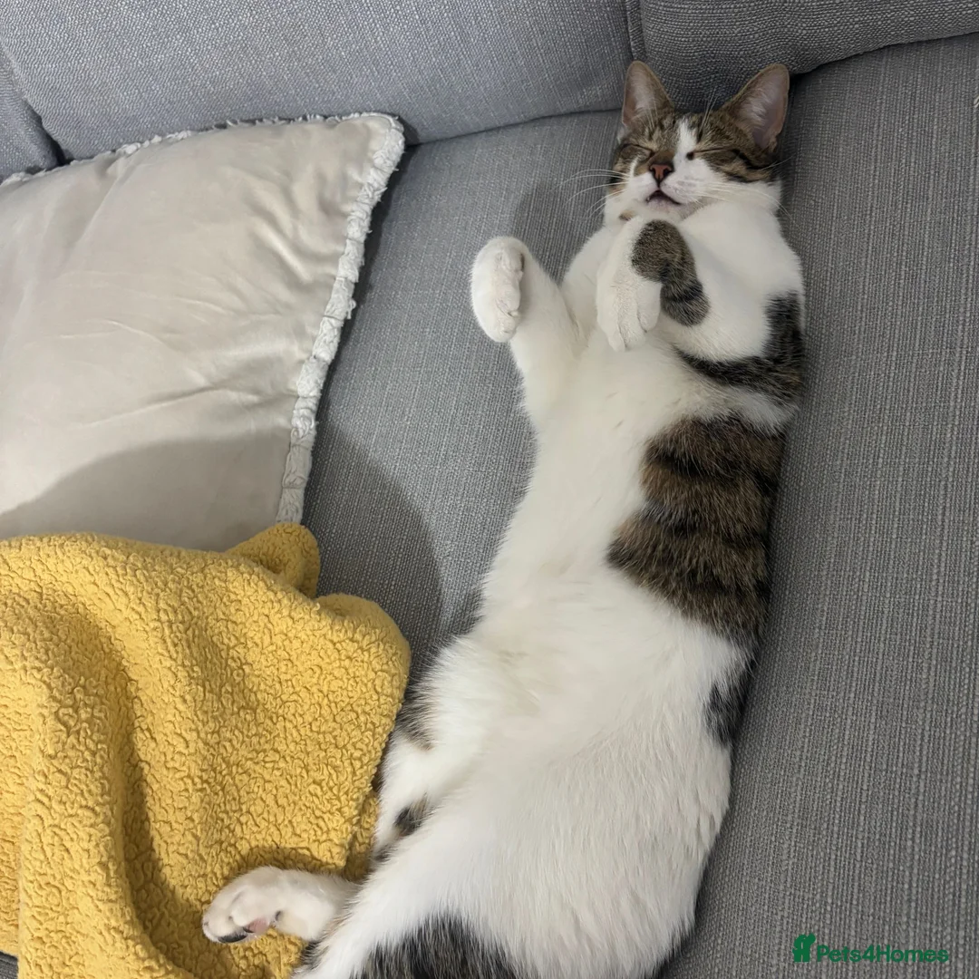 American Wirehair cats for sale: Male kitten  - Advert 3