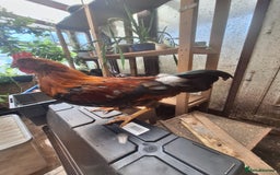 Chickens poultry for sale: Welsummer bantam Cockerell for sale £15 - Image 5