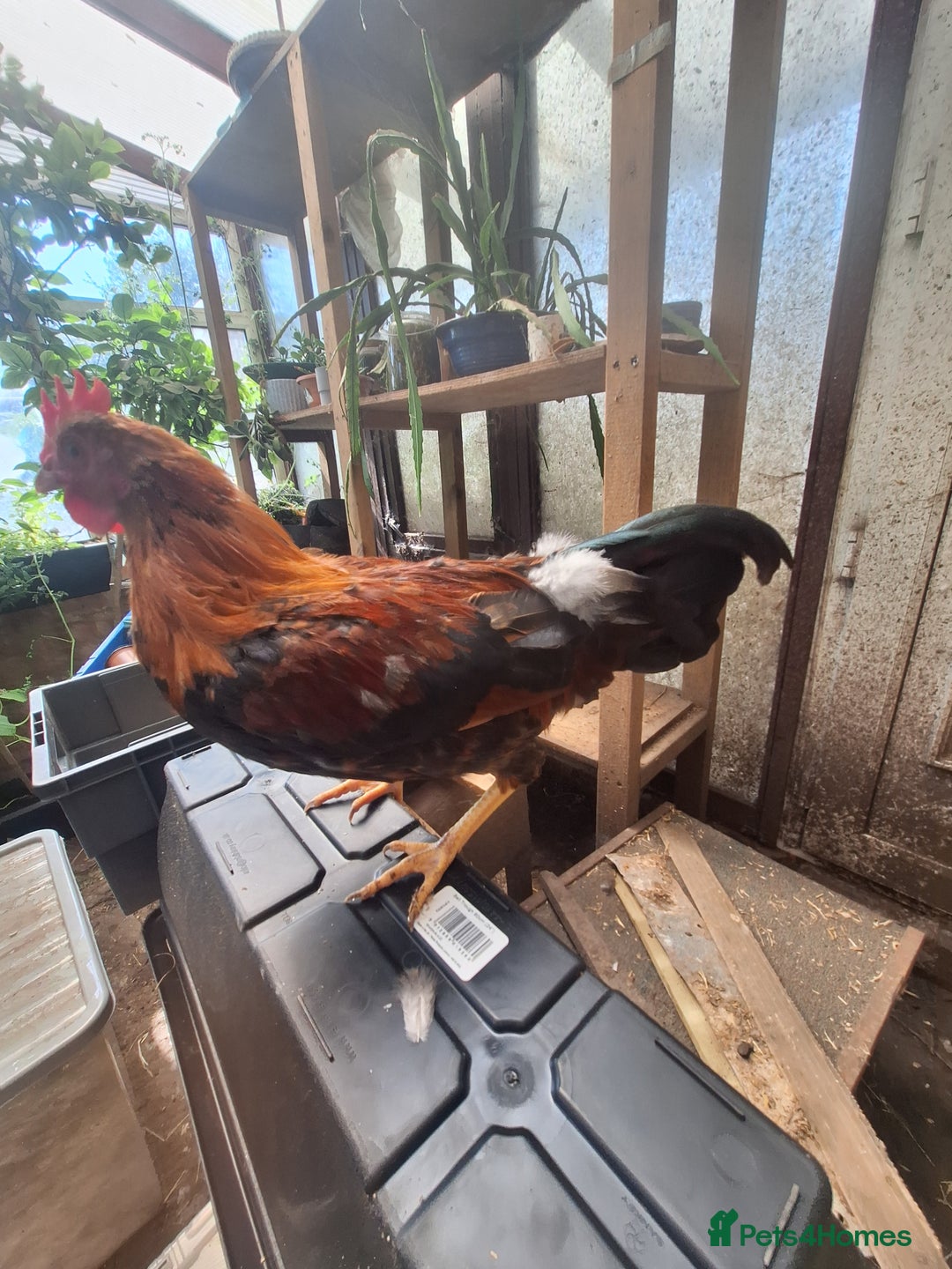 Chickens poultry for sale: Welsummer bantam Cockerell for sale £15 - Image 5