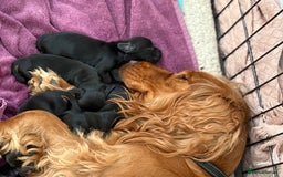 Cocker Spaniel dogs for sale: Cocker Spaniel puppies - Image 11