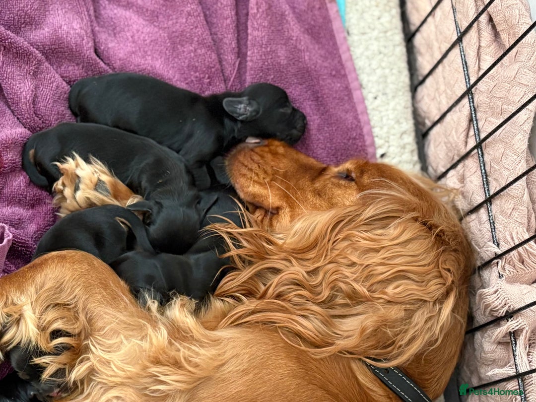 Cocker Spaniel dogs for sale: Cocker Spaniel puppies - Image 11