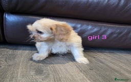Cockapoo dogs for sale: Adorable cockapoo pups ready to go 🐶 - Image 16