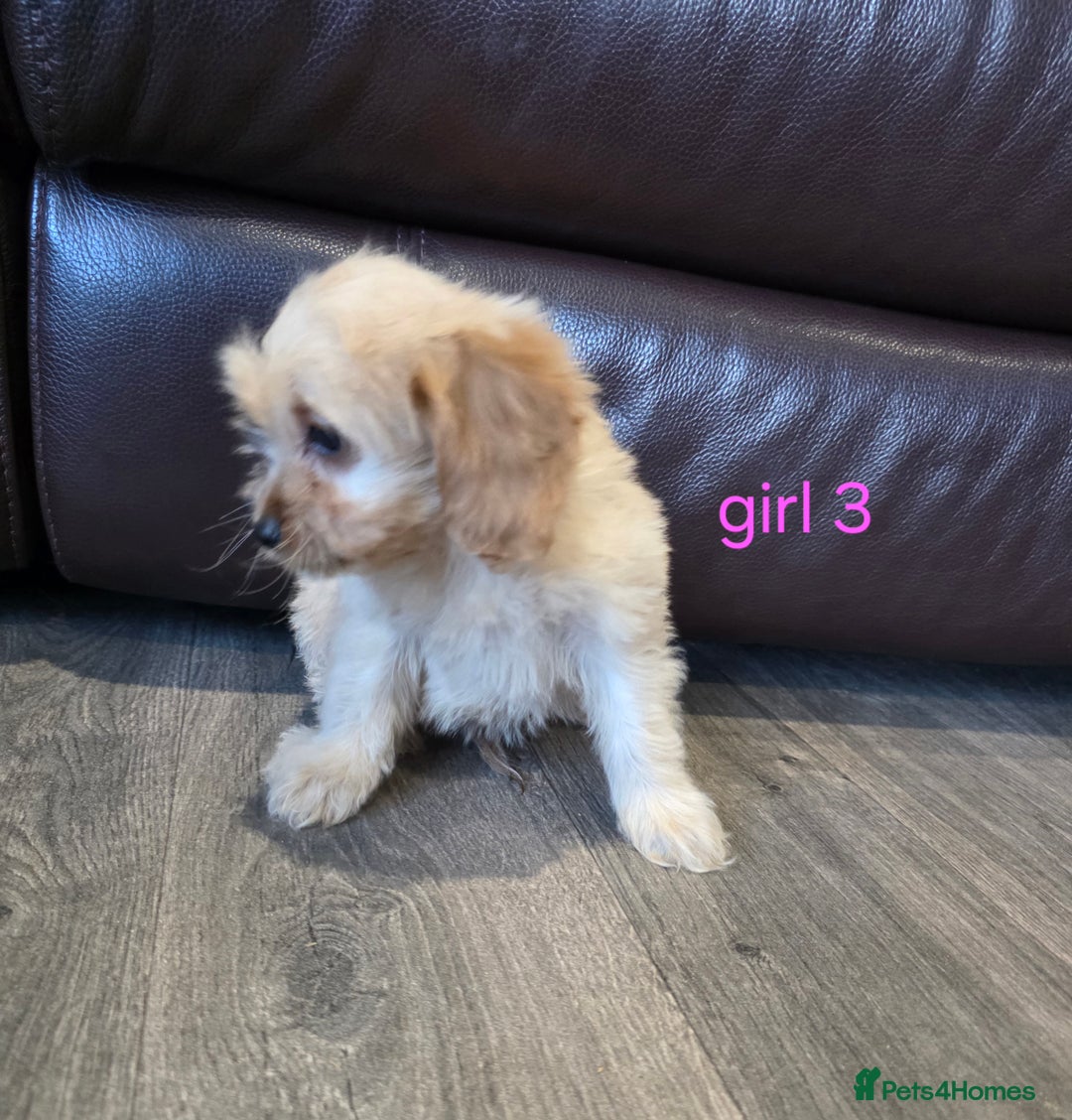Cockapoo dogs for sale: Adorable cockapoo pups ready to go 🐶 - Image 16