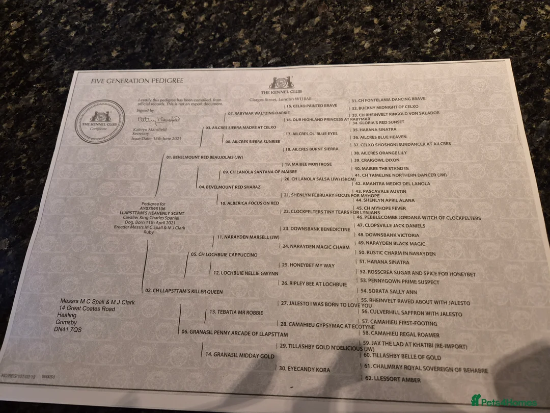 Cavalier King Charles Spaniel dogs for sale: Top quality Kc Reg CKC pups from champion lines - Advert 5