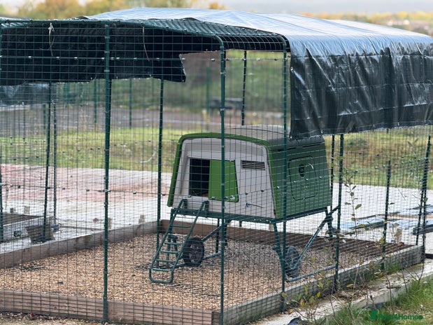 Chickens poultry - Advert 1