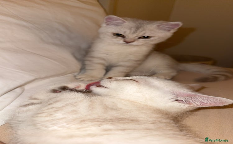 Scottish Fold cats - Advert 13