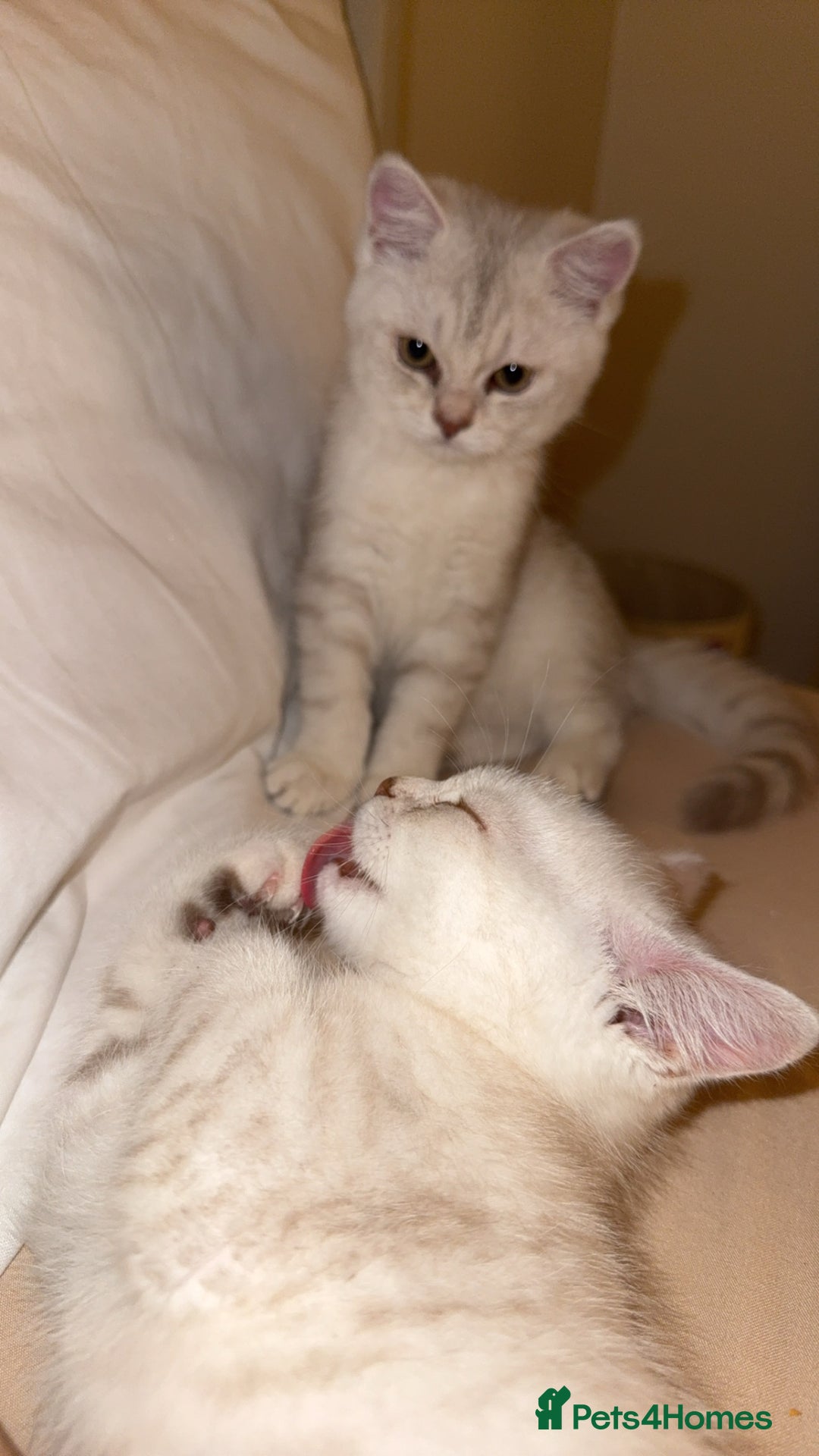Scottish Fold cats for sale: Beautiful kittens looking for their forever home❤️ - Image 1