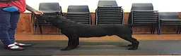 Labrador Retriever dogs for stud: Labrador, proven, health tested, show bred  - Advert 24