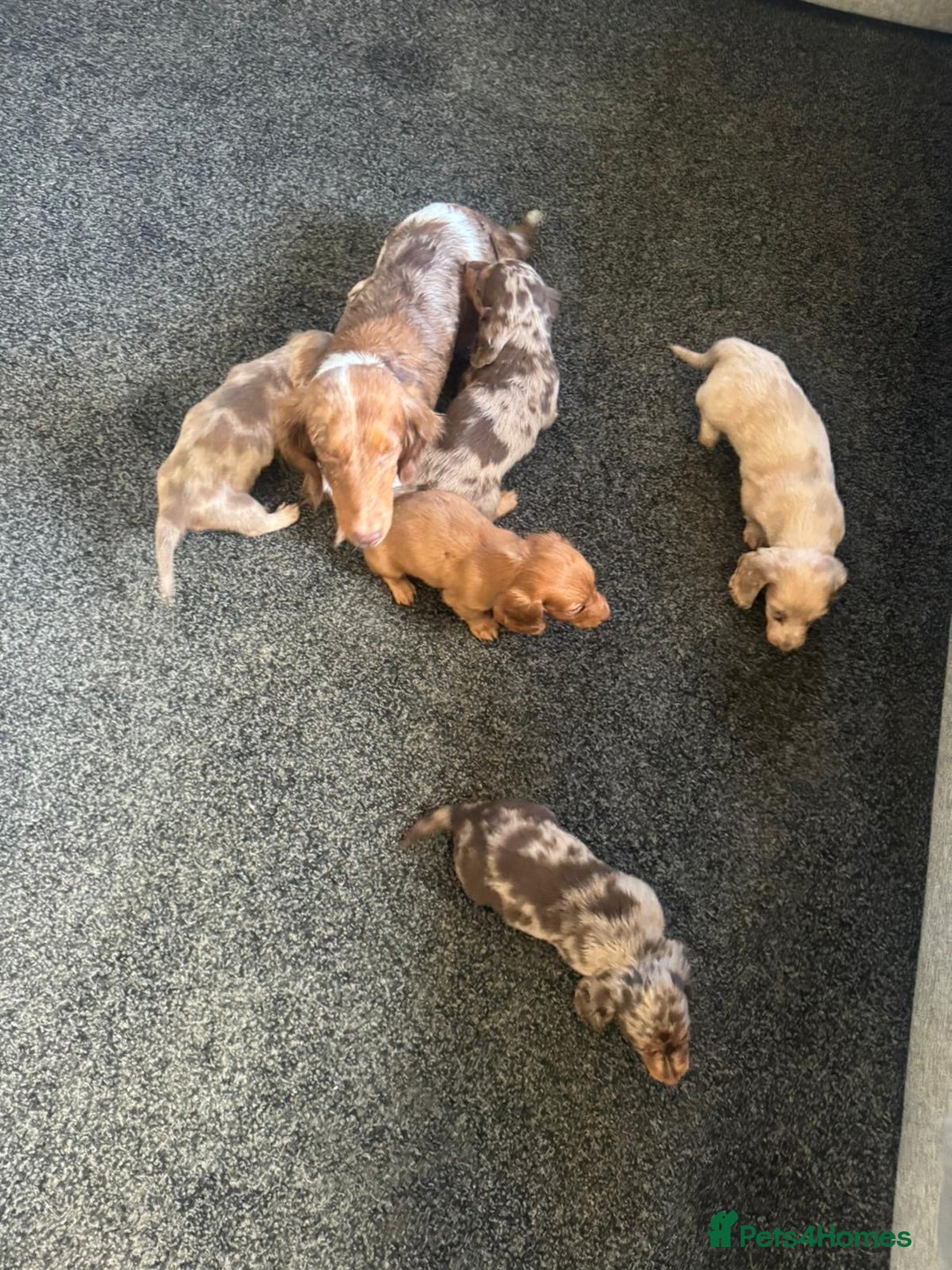 Miniature Dachshund dogs for sale: Beautiful long hair miniature dachshunds ready  - Advert 9