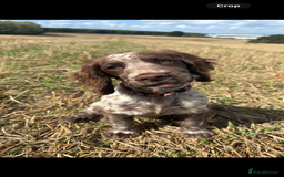Cocker Spaniel dogs for sale: Stunning WCS - Image 3