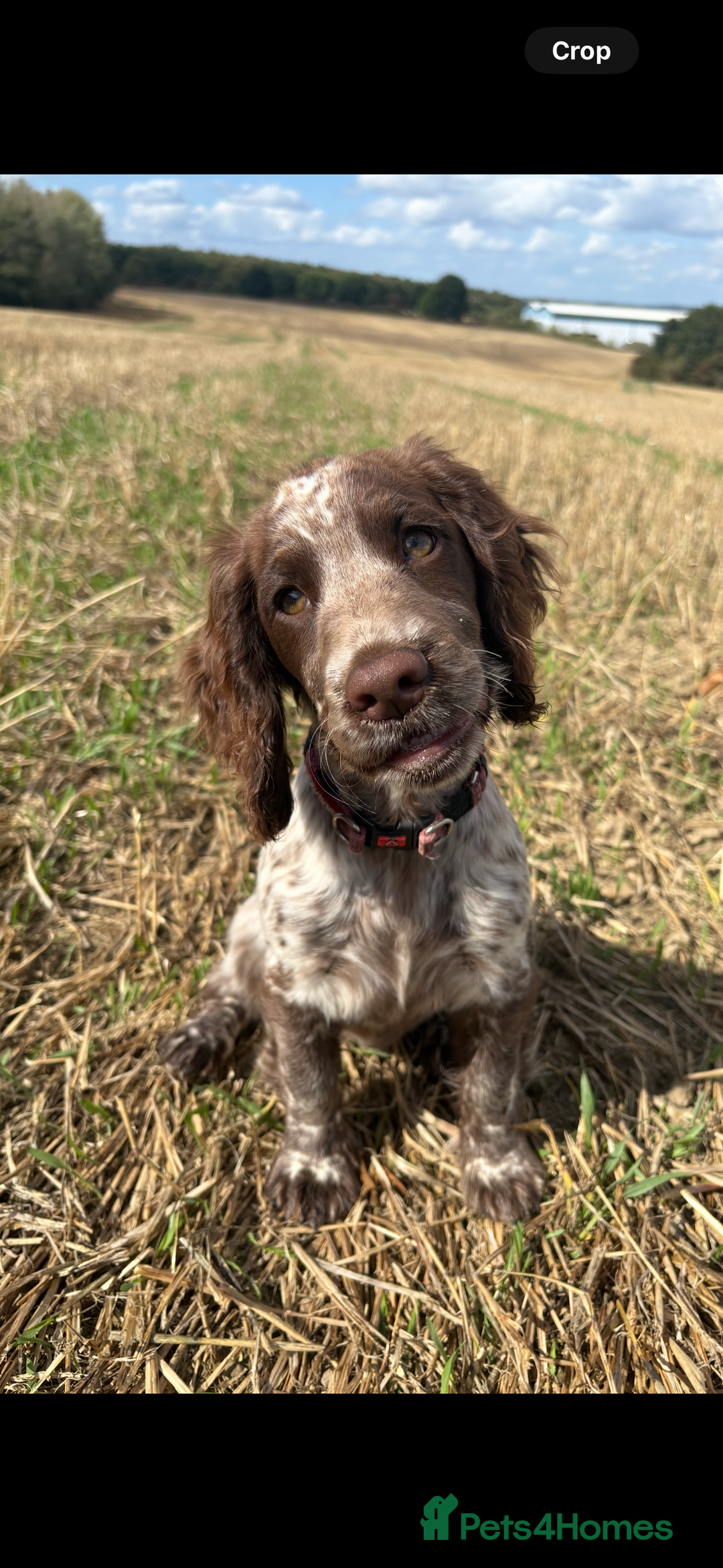 Cocker Spaniel dogs for sale: Stunning WCS - Image 3