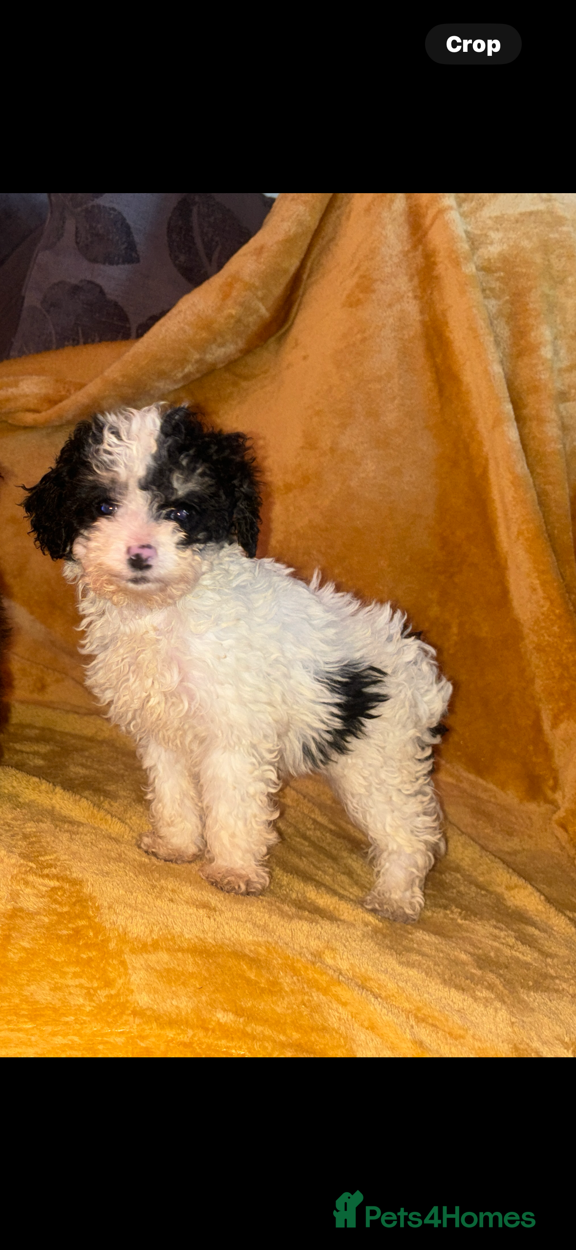 Cavapoo dogs Ready now 1 Cavapoo girl  - Advert 1