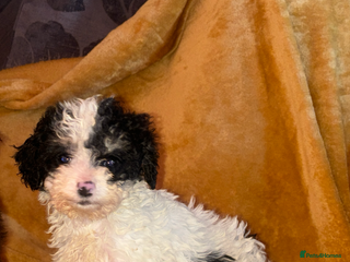 Cavapoo dogs Ready now 1 Cavapoo girl - Advert 6