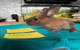 English rabbits for sale: Rabbits for sale , various sexes avaliable  - Image 6