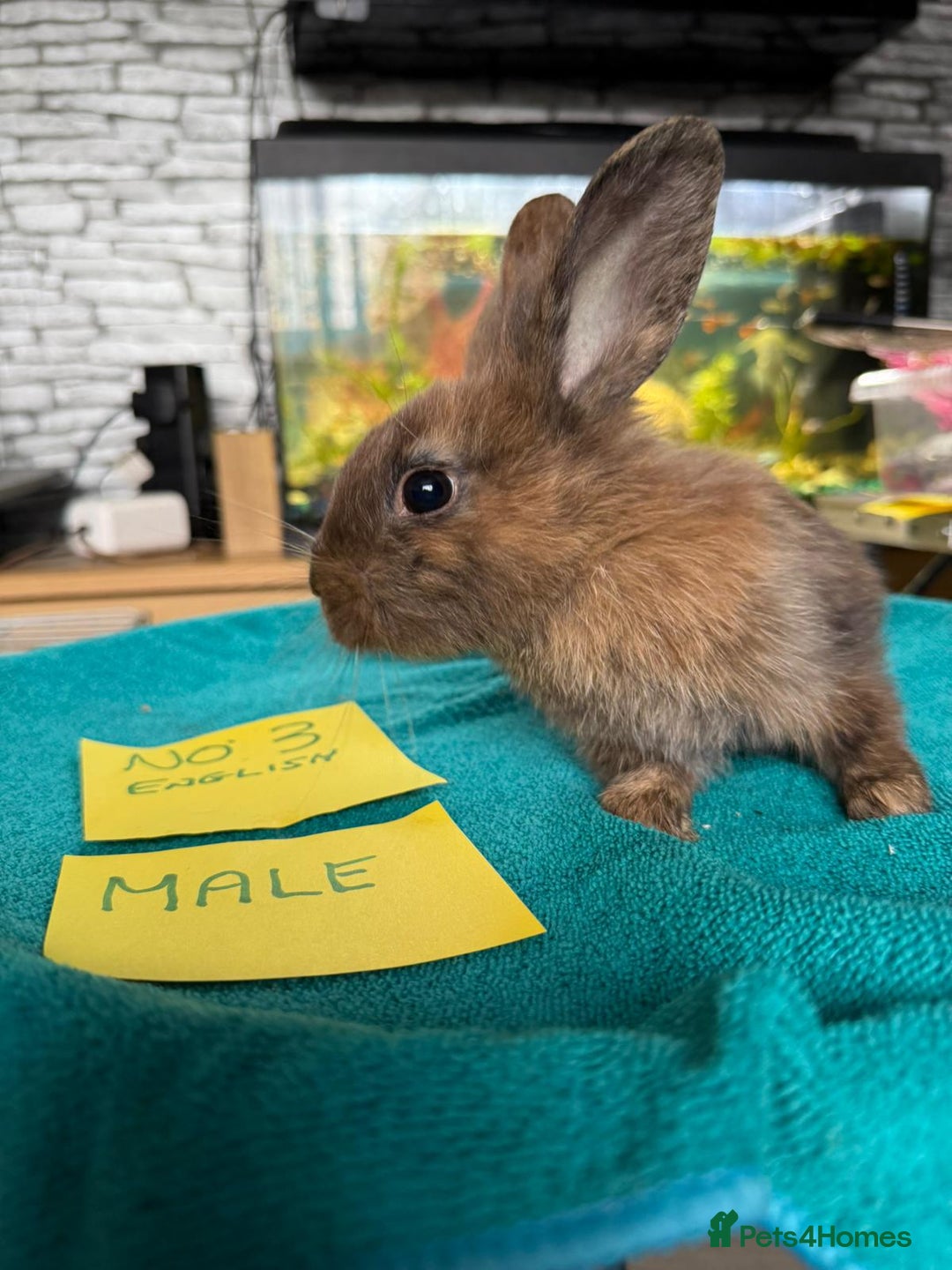 English rabbits for sale: Rabbits for sale , various sexes avaliable  - Image 6