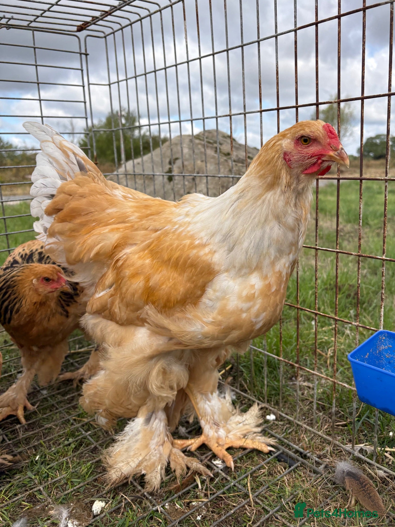 Chickens poultry Large Fowl Brahma Cockerels Mixed Colours - Advert 3