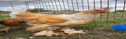 Chickens poultry for sale: Large Fowl Brahma Cockerels Mixed Colours - Advert 3
