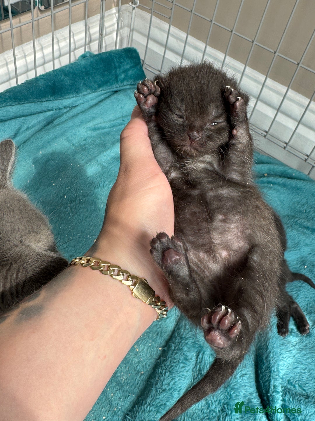 British Shorthair cats for sale: British Shorthair Black - Image 5