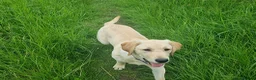 Labrador Retriever dogs for sale: Duke needs his forever home in Bristol - Advert 1