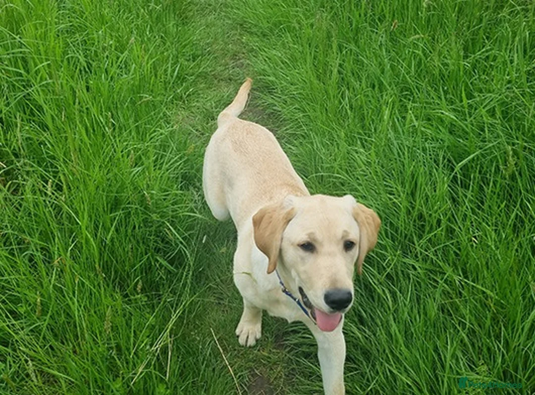 Labrador Retriever dogs for sale: Duke needs his forever home in Bristol - Advert 1