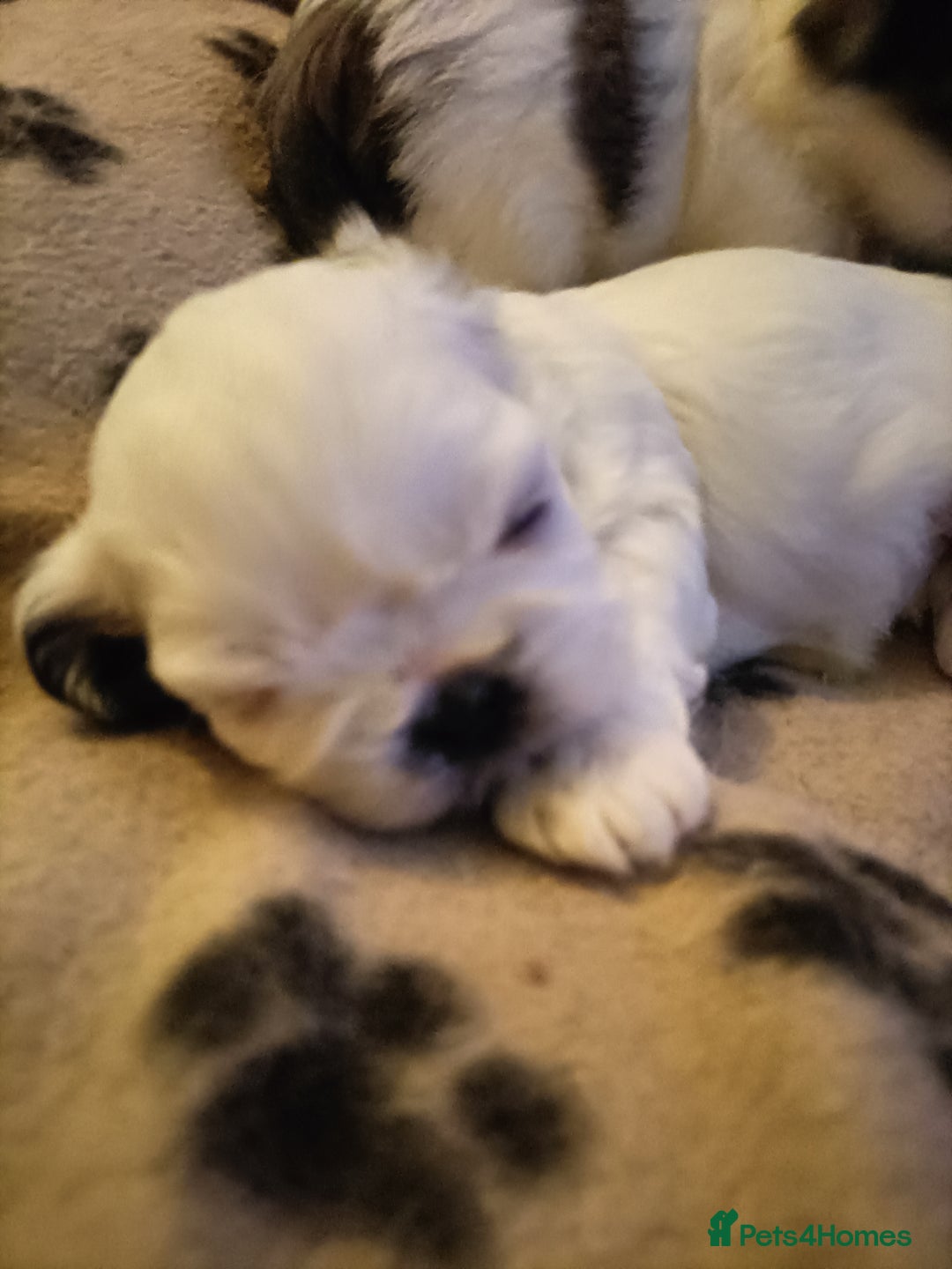 Shih Tzu dogs for sale: Shi zhi puppies for sale - Image 3