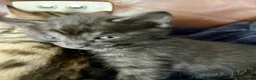 Bengal cats for sale: Beautiful bengal kittens for sale, norwich nr9 - Advert 3