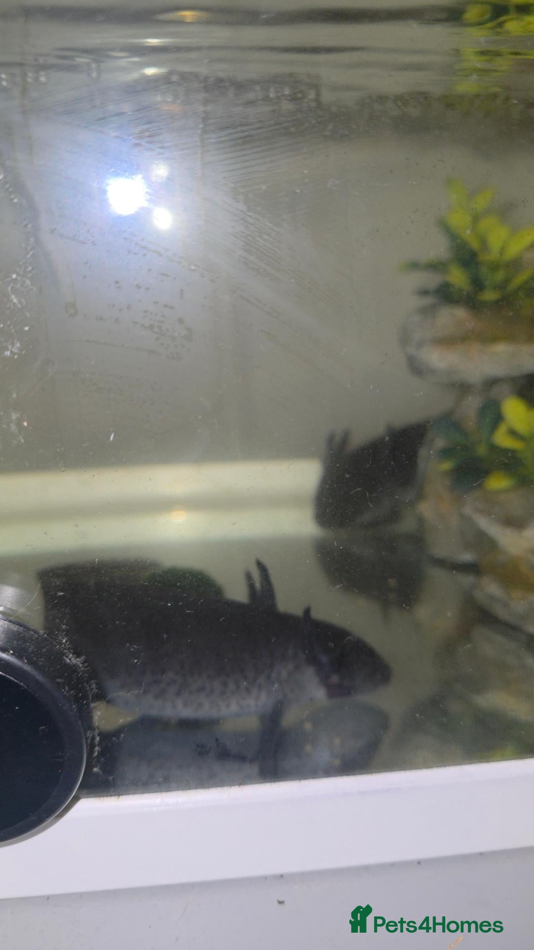 Axolotl reptiles 2 Melanoid Axolotls, tank, decor and 2 filters.  - Advert 1