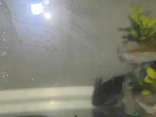 Axolotl reptiles 2 Melanoid Axolotls, tank, decor and 2 filters. - Advert 1