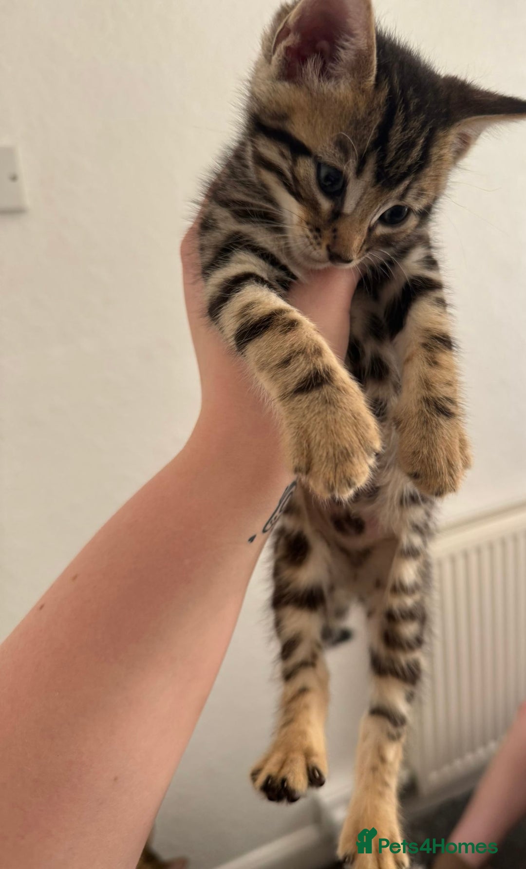 Bengal cats for sale: Beautiful Bengal mixed kittens - Image 27
